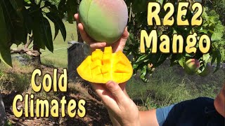 R2E2 Mango Tree in Australia is great for cold climates Seedling vs Grafted [upl. by Urian]