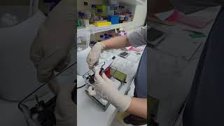 Preparation for Western Blot Protein Running and Transferring [upl. by Rengia517]