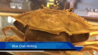 Blue Crab Molting Amazing Quality [upl. by Nikos]