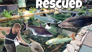 We saved 16 Monster Fish in 35 Hours [upl. by Naihs]