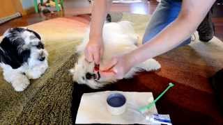 How I clean my dogs teeth Havanese and Coton de Tulear [upl. by Nnylarak472]