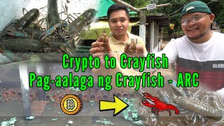 Crypto to Crayfish PagAalaga ng Crayfish  Australian Red Claw Part 1 [upl. by Anitsihc]