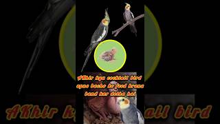 AKhir kyu cocktail bird apne bacho ko feed krana band kar detha haicockatiel breeding [upl. by Bilicki]