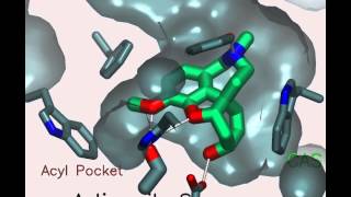 Acetylcholinesterase A gorgeous enzyme [upl. by Nicolette240]