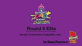 2019 NADAC Championships Round 6 Elite [upl. by Aretahs]