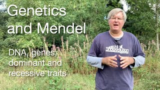 Genetics and Mendel  DNA genes dominant and recessive traits [upl. by Teews676]