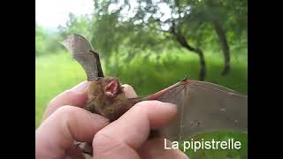 Pipistrelle et pouillot [upl. by Anailuy958]