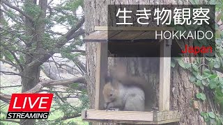 【LIVE】北海道の生き物観察（札幌郊外の餌場） [upl. by Deragon]