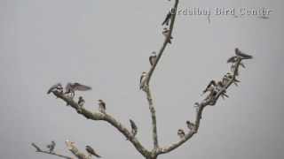 Urdaibai Bird Center  Riparia riparia amp Hirundo rustica [upl. by Nilad721]