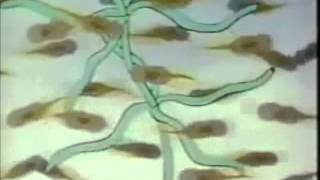 Classic Sesame Street  My Polliwog Ways w Frog Life Cycle Animation [upl. by Haeel861]