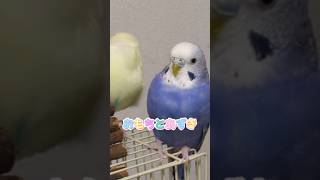 【インコ】塩対応のあずきちゃんおもちとあずきインコ shorts [upl. by Artcele293]