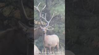 Big bull bugling AZ Elk unit 1 wildlife nature elk shedhunting september hiking elksheds [upl. by Lerrehs]