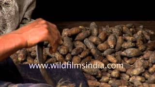 Betel nut or supari being prepared in Kerala [upl. by Nagaek]