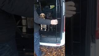 Cane Corso Malou ist noch zu aufgeregt beim aussteigen aus dem Auto canecorso hundetraining [upl. by Drugi695]