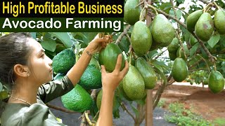 Avocado Farming Business  How to Start Business Avocado Farm  How to Grow Avocado  Business Ideas [upl. by Cormick]