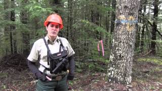 Firewood Cutting on the Mt Hood National Forest [upl. by Namaj]