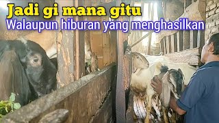 Beginilah Kalau Kandang Kambing Di Dalam Rumah [upl. by Leiad]