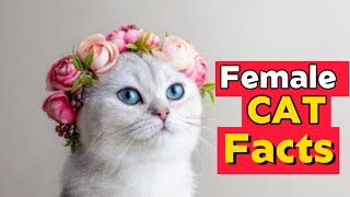 10 Fascinating Facts About Female Cats [upl. by Tneciv]