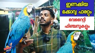 ഇണക്കിയ മക്കാവുവും വെറൈറ്റി ഫിഞ്ചസുകളും  Fully Tamed macaws and variety finches  Grey Parrot [upl. by Killy]