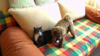 Cat and Poodle play [upl. by Ernestine]