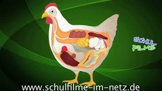 Das Huhn  Schulfilm Biologie [upl. by Kabab]