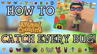 How To Catch Every Bug in Animal Crossing New Horizons  New Horizons Bug Guide  ACNH Insect Guide [upl. by Fatma]