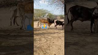 Red bull cattle farm shorts [upl. by Romain282]