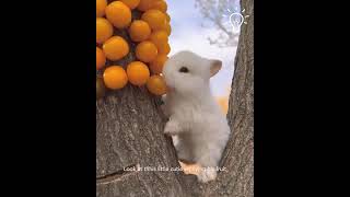 Just bunnies being adorable 🥰🐇 youtubeshorts viralvideo ytshorts ai animalshorts [upl. by Janene]