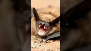 From hanging to Hunting why are bats spooky [upl. by Muirhead]