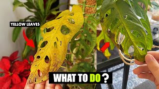 This is why your Swiss cheese plant leaves turning yellow [upl. by Convery681]