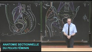 Anatomie sectionnelle du pelvis féminin Pelvis 17 [upl. by Aneloaup]