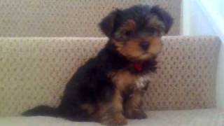 Happy Feet Rosie Yorkshire Terrier Puppy [upl. by Errised]