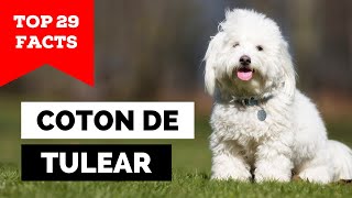 99 of Coton de Tulear Owners Dont Know This [upl. by Enaywd132]