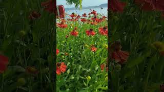 Asteraceae Helenium autumnale Flower blumen bunga flower viral flowerlovers shortvideo [upl. by Bacchus]