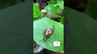 Cornu aspersum known by the common name garden snail nature [upl. by Frymire935]