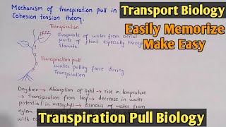 Mechanism of transpiration pull in cohesion tension theory [upl. by Burn]