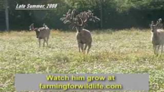 World Record Buck Largest Whitetail EVER [upl. by Noet]