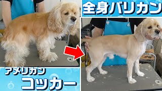 【トリミング】５倍速でわかる！アメリカン・コッカー・スパニエルのトリミング【３１１時間目】  5XspeedTrimming for American Cocker Spaniel [upl. by Plume148]