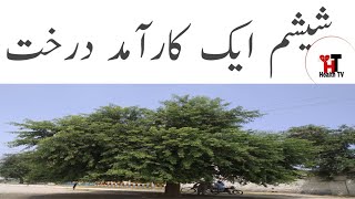 Sheesham DalbergiaSisoo Tali Sheesham Tree in Pakistan  Sheesham Tree Leaves  ShishamHealthTV [upl. by Asehr]