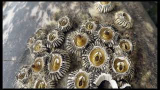 Gray whale barnacles [upl. by Atinele]