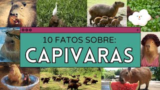 10 FATOS SOBRE CAPIVARAS  Curiosidades [upl. by Namaan]