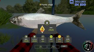 Seversky Donets River spot Trophy Pontic shad  56  Russian Fishing 4  RF4 [upl. by Stanwinn]