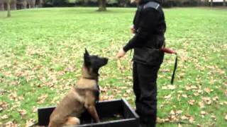 Belgian Malinois obedience training [upl. by Bopp963]