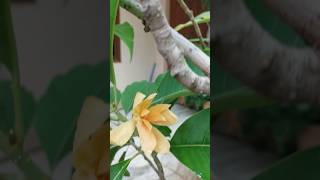 Sampanga rammasampangi flower trending cute viralreels [upl. by Adilem]