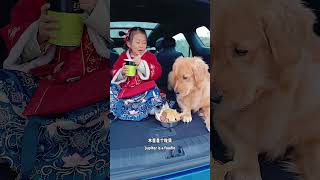 养了狗过年回家必须自驾Since I raised a dog I have to drive myself when I go home during the Chinese New Year [upl. by Ahsemed]