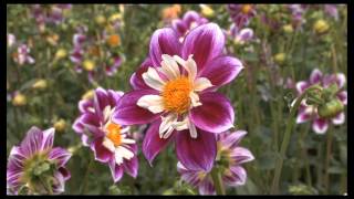 Traditional Chinese Music Chinese Flute Performance with Beautiful Flowers [upl. by Ut33]