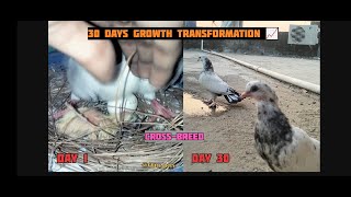 30 days growth transformation 📈 Day by day growth timelapse 🌱crossed breed30 days growth progress [upl. by Isaak]