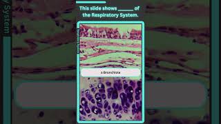 Histology Respiratory System Q1 [upl. by Atterol332]