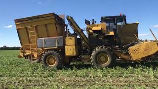 OXBOPixall Big Jack Bean Harvester [upl. by Myles653]