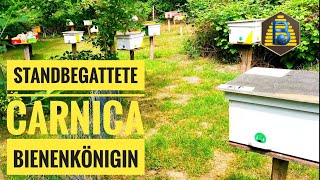 Wie wir Carnica Bienenköniginnen F1 sammeln markieren und versenden  Bienendom [upl. by Vanya917]